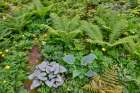 USA, Washington State, Sammamish. Growing hosta in garden Art Print